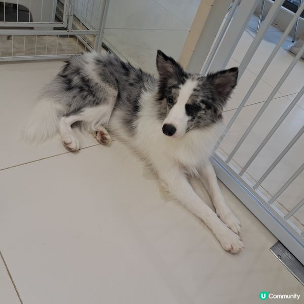 深圳抱抱小狗狗咖😍法鬥鐵牛超可愛🐶💖