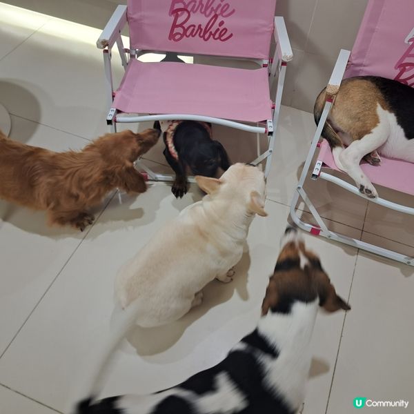 深圳抱抱小狗狗咖😍法鬥鐵牛超可愛🐶💖