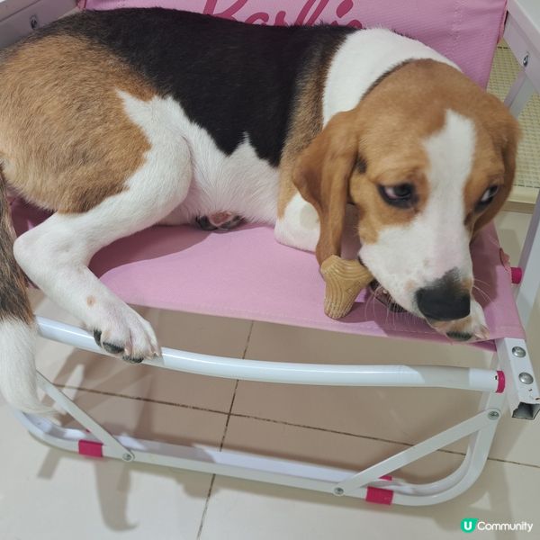 深圳抱抱小狗狗咖😍法鬥鐵牛超可愛🐶💖