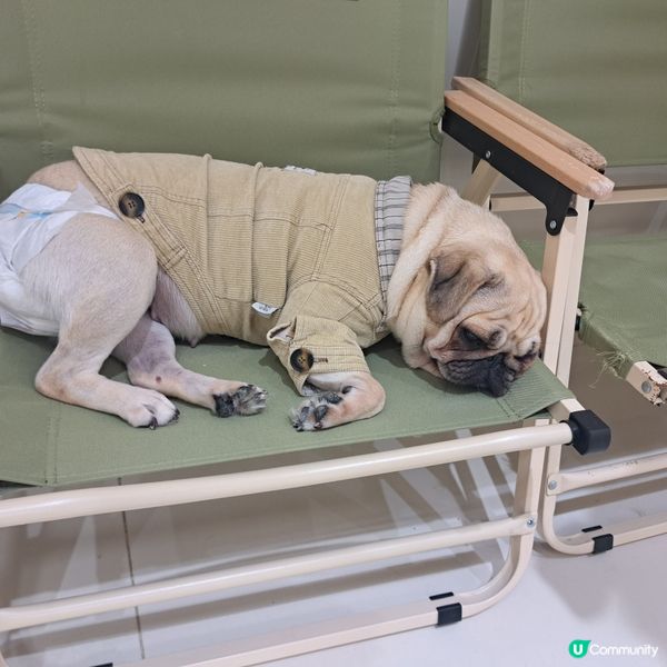 深圳抱抱小狗狗咖😍法鬥鐵牛超可愛🐶💖