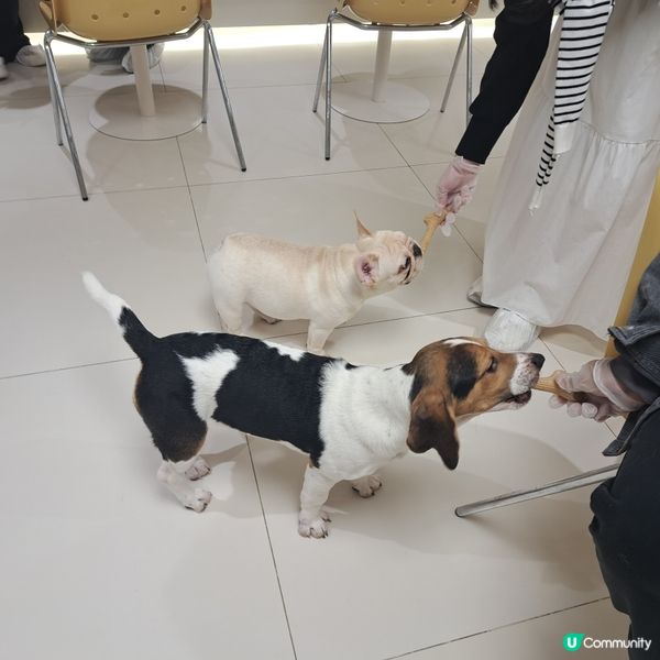 深圳抱抱小狗狗咖😍法鬥鐵牛超可愛🐶💖