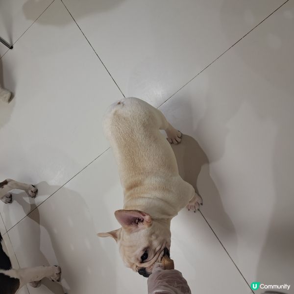 深圳抱抱小狗狗咖😍法鬥鐵牛超可愛🐶💖