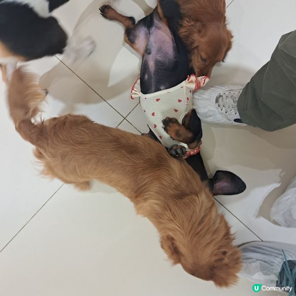 深圳抱抱小狗狗咖😍法鬥鐵牛超可愛🐶💖