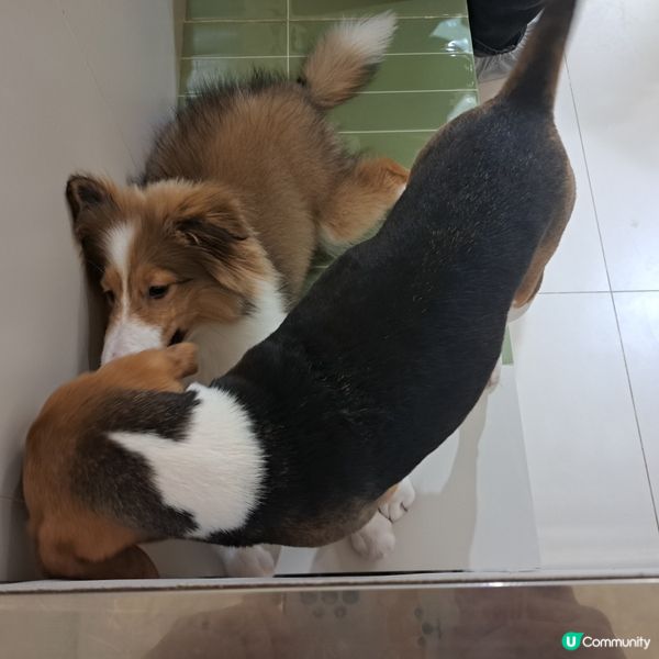 深圳抱抱小狗狗咖😍法鬥鐵牛超可愛🐶💖