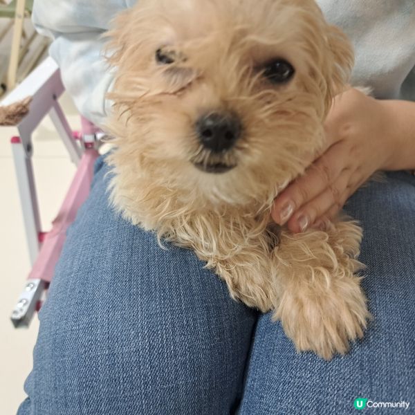 深圳抱抱小狗狗咖😍法鬥鐵牛超可愛🐶💖