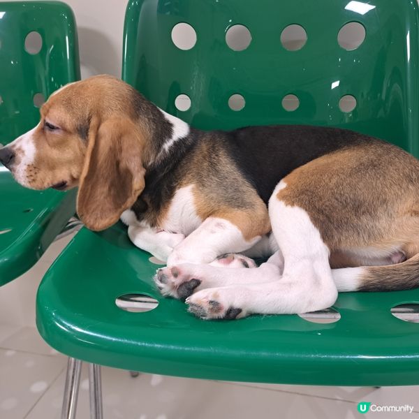 深圳抱抱小狗狗咖😍法鬥鐵牛超可愛🐶💖