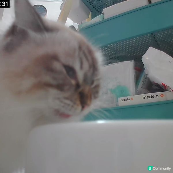 成日偷睇我飲水