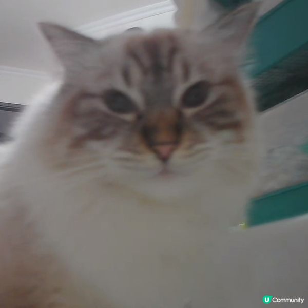 成日偷睇我飲水