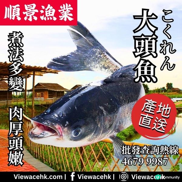 🐟魚類小百科🐟【大頭魚】