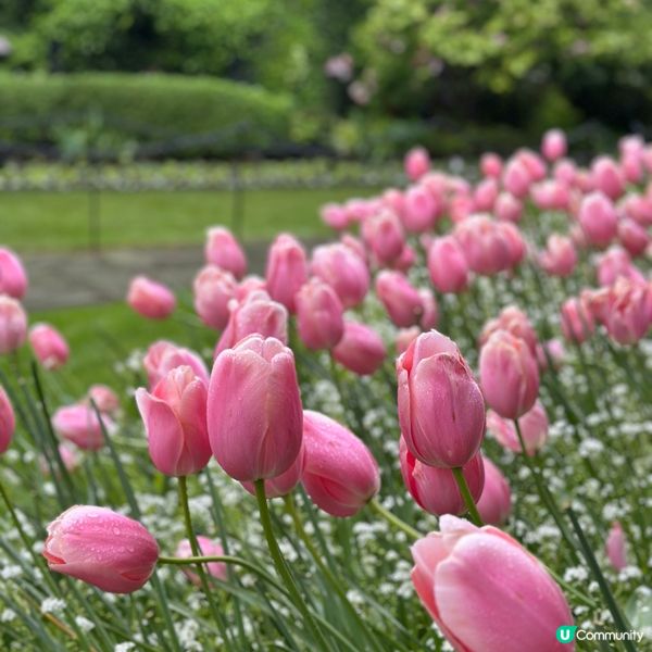 🇨🇦溫哥華賞花之旅🌸！布查德花園超夢幻😍！