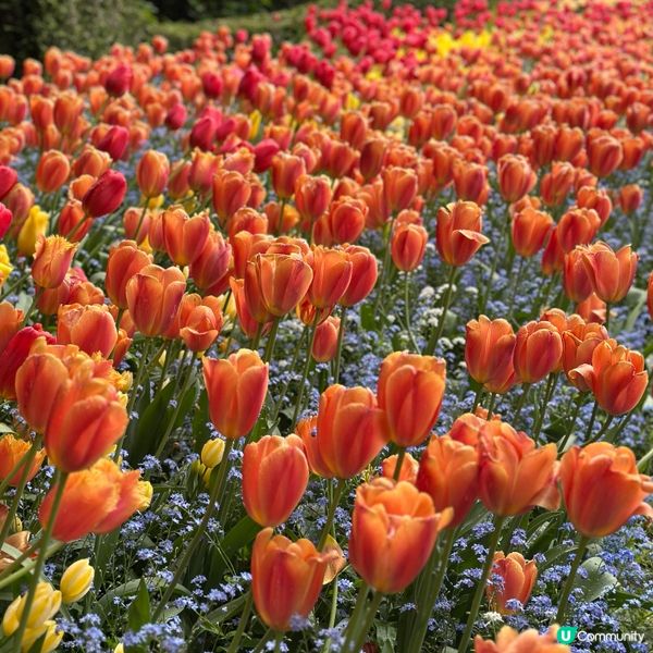 🇨🇦溫哥華賞花之旅🌸！布查德花園超夢幻😍！