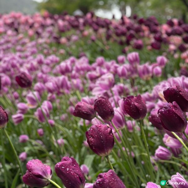 🇨🇦溫哥華賞花之旅🌸！布查德花園超夢幻😍！