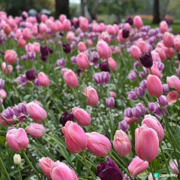 🇨🇦溫哥華賞花之旅🌸！布查德花園超夢幻😍！