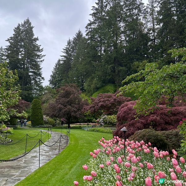 🇨🇦溫哥華賞花之旅🌸！布查德花園超夢幻😍！