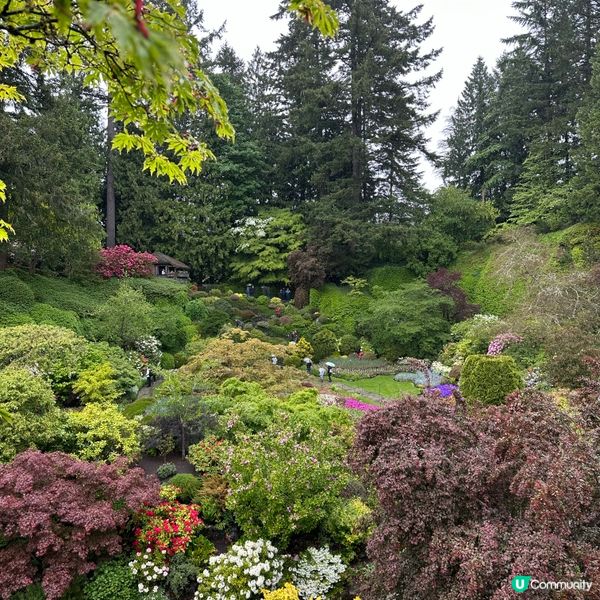 🇨🇦溫哥華賞花之旅🌸！布查德花園超夢幻😍！