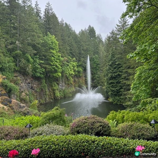 🇨🇦溫哥華賞花之旅🌸！布查德花園超夢幻😍！