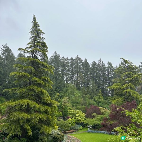 🇨🇦溫哥華賞花之旅🌸！布查德花園超夢幻😍！