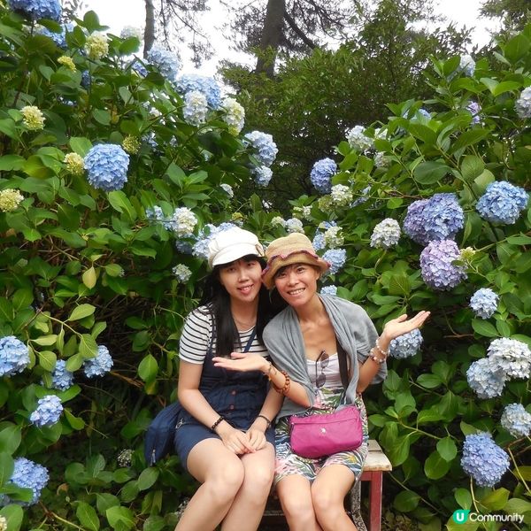 太宗台賞繡球花🌺+閒逛