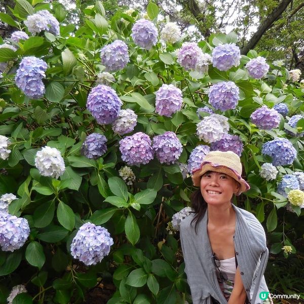 太宗台賞繡球花🌺+閒逛