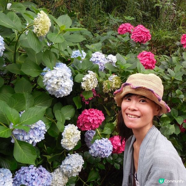 太宗台賞繡球花🌺+閒逛