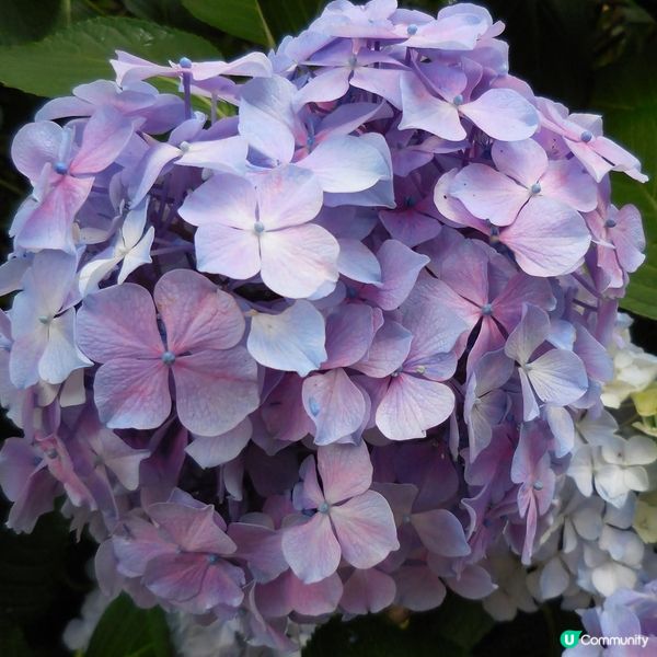 太宗台賞繡球花🌺+閒逛