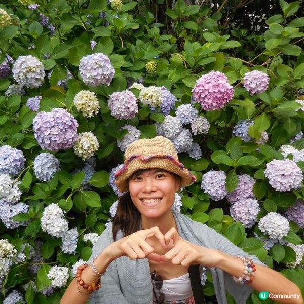 太宗台賞繡球花🌺+閒逛