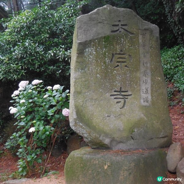 太宗台賞繡球花🌺+閒逛