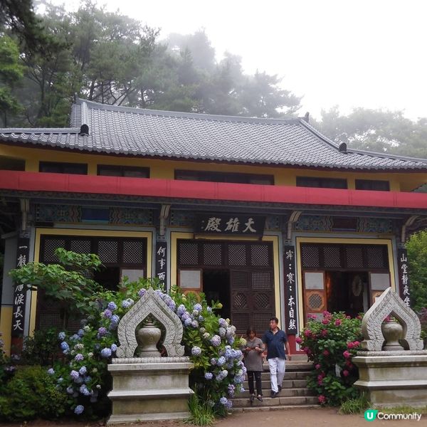 太宗台賞繡球花🌺+閒逛