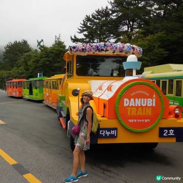 太宗台賞繡球花🌺+閒逛