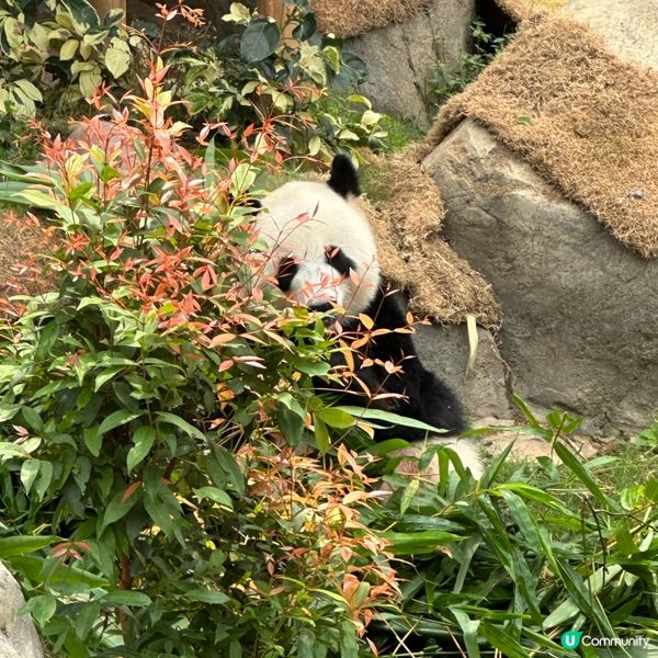 熊貓🐼