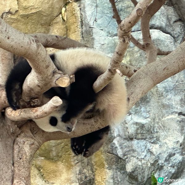 熊貓🐼