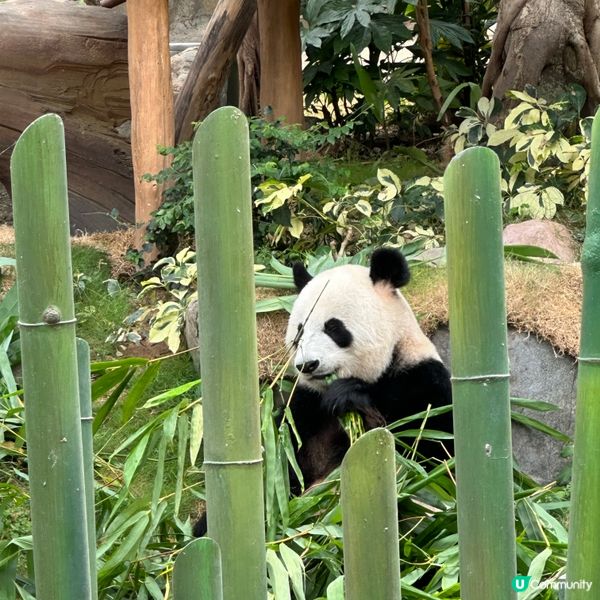 熊貓🐼