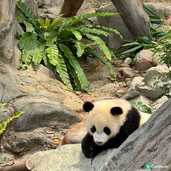 熊貓🐼