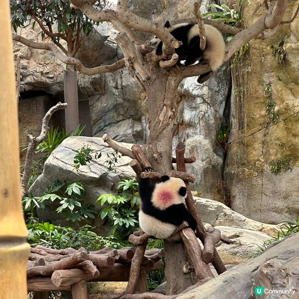 熊貓🐼