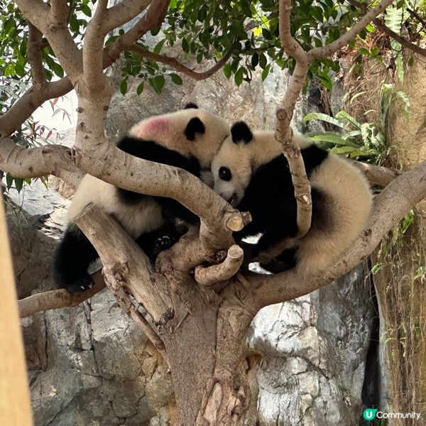 熊貓🐼