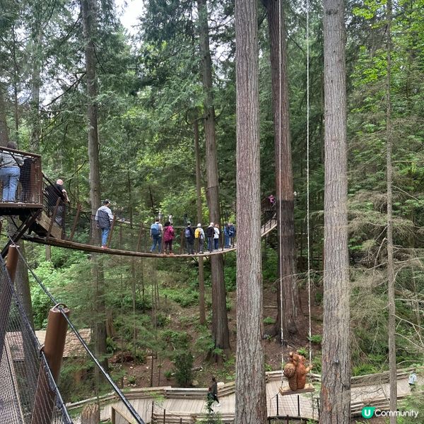 吊橋搖搖晃晃！溫哥華必去🤩！🌳