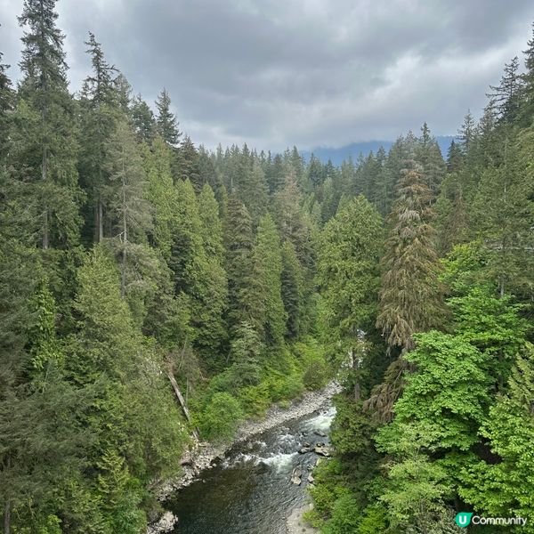 吊橋搖搖晃晃！溫哥華必去🤩！🌳