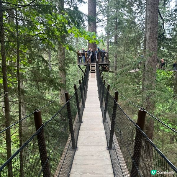 吊橋搖搖晃晃！溫哥華必去🤩！🌳