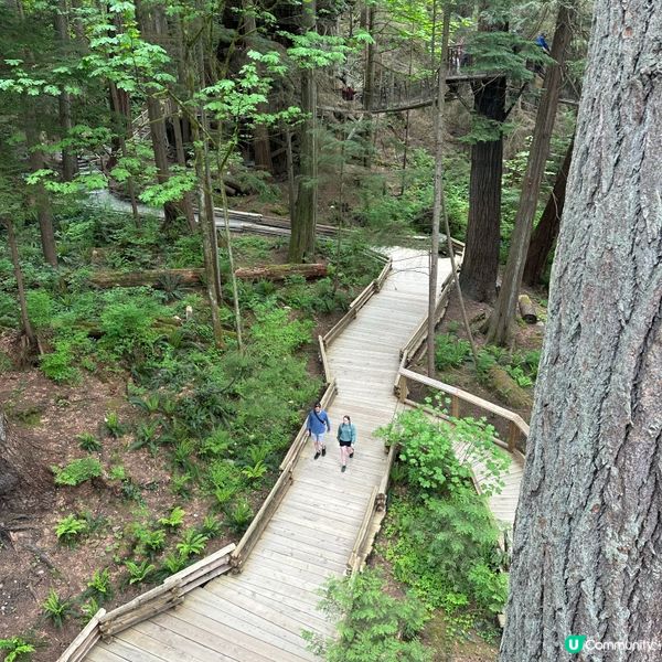 吊橋搖搖晃晃！溫哥華必去🤩！🌳