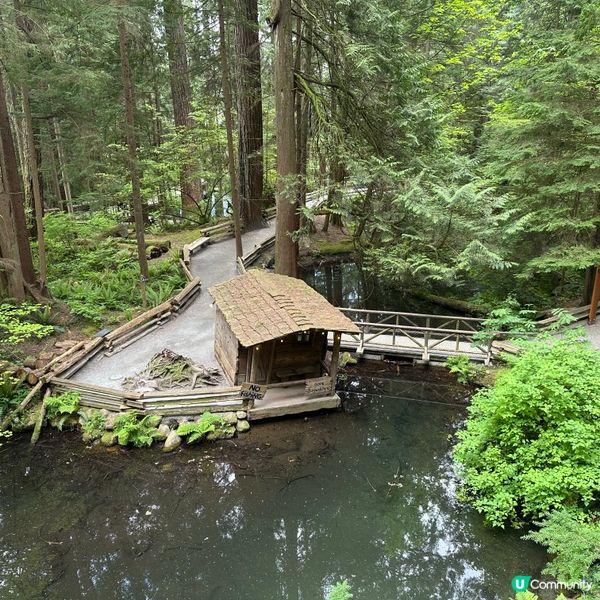 吊橋搖搖晃晃！溫哥華必去🤩！🌳