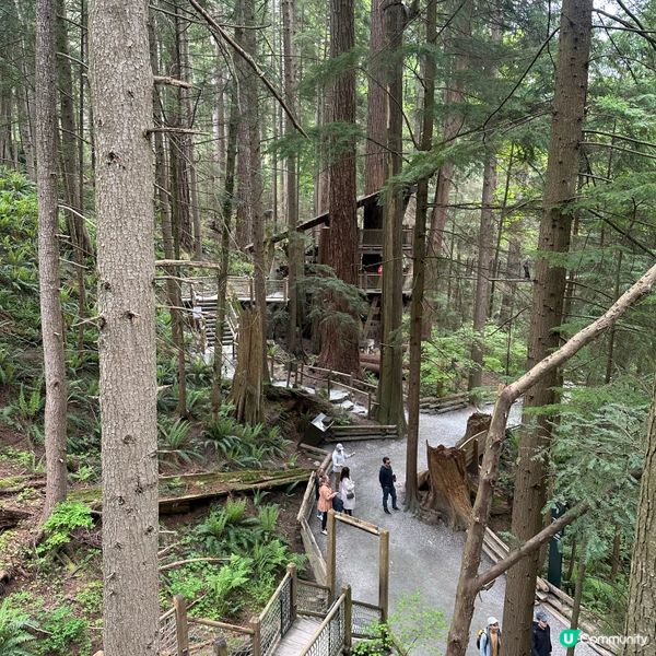 吊橋搖搖晃晃！溫哥華必去🤩！🌳