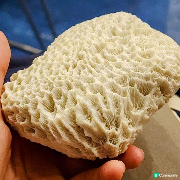 🔥海下灣珊瑚遊‼️🌊 探索海底世界‼️🐠