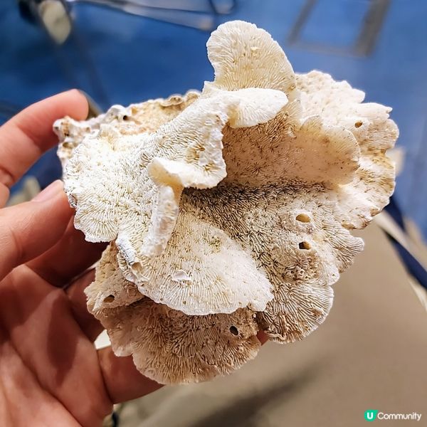 🔥海下灣珊瑚遊‼️🌊 探索海底世界‼️🐠