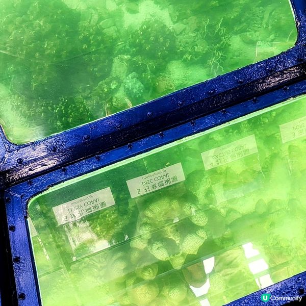 🔥海下灣珊瑚遊‼️🌊 探索海底世界‼️🐠