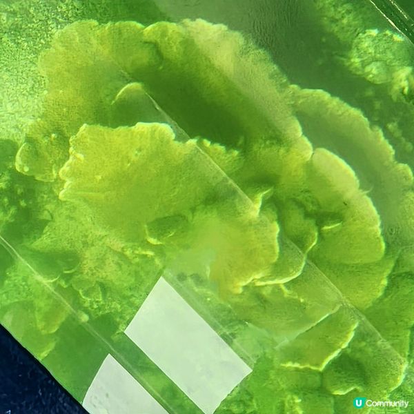 🔥海下灣珊瑚遊‼️🌊 探索海底世界‼️🐠