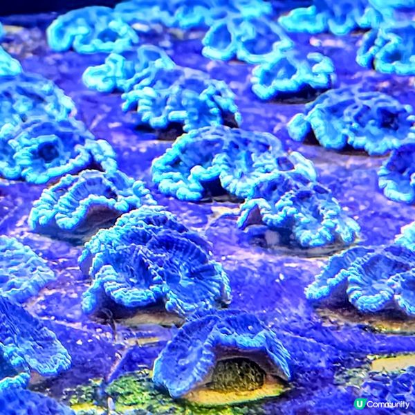 🔥海下灣珊瑚遊‼️🌊 探索海底世界‼️🐠