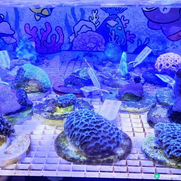 🔥海下灣珊瑚遊‼️🌊 探索海底世界‼️🐠