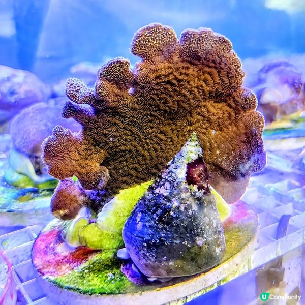 🔥海下灣珊瑚遊‼️🌊 探索海底世界‼️🐠