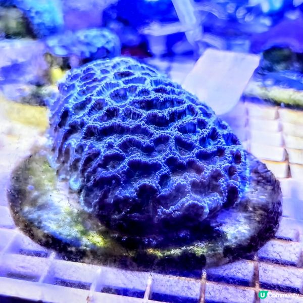 🔥海下灣珊瑚遊‼️🌊 探索海底世界‼️🐠