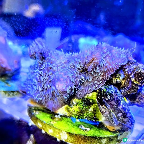 🔥海下灣珊瑚遊‼️🌊 探索海底世界‼️🐠